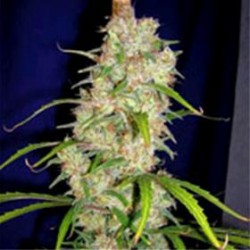 DESTROYER * CANNABIOGEN 5 SEMI FEM