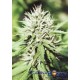 CARIBE * CANNABIOGEN 10 SEMI REG