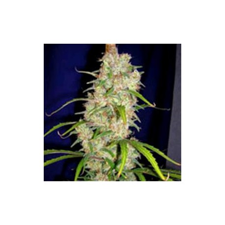 DESTROYER * CANNABIOGEN 10 SEMI REG 