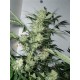 LESHAZE * CANNABIOGEN 10 SEMI REG