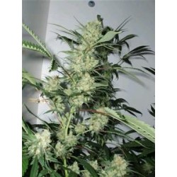 LESHAZE * CANNABIOGEN 10 SEMI REG