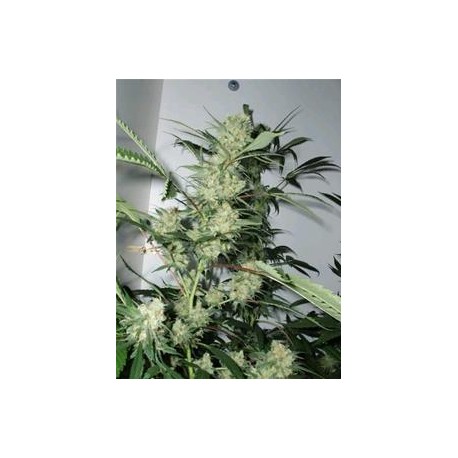 LESHAZE * CANNABIOGEN 10 SEMI REG