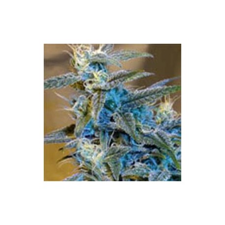 SUGARLOAF * CANNABIOGEN 10 SEMI REG