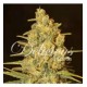 CRITICAL SENSI STAR * DELICIOUS SEEDS INDICA 10 SEMI FEM