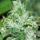 FRUITTY CHRONIC JUICE * DELICIOUS SEEDS INDICA 10 SEMI FEM