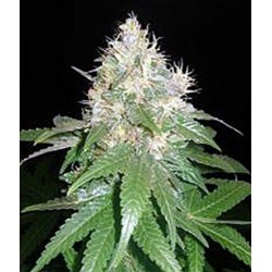 NORTHERN LIGHT BLUE * DELICIOUS SEEDS INDICA 10 SEMI FEM