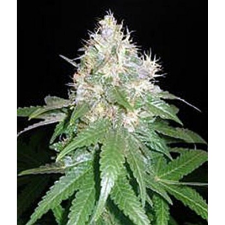 NORTHERN LIGHT BLUE * DELICIOUS SEEDS INDICA 10 SEMI FEM