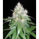 NORTHERN LIGHT BLUE * DELICIOUS SEEDS INDICA 3 SEMI FEM