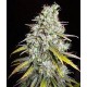 CRITICAL SUPER SILVER HAZE * DELICIOUS SEEDS SATIVA 10 SEMI FEM