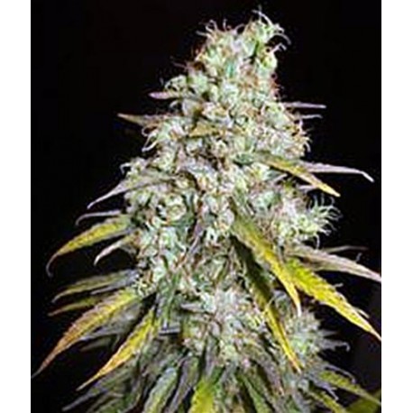 CRITICAL SUPER SILVER HAZE * DELICIOUS SEEDS SATIVA 10 SEMI FEM