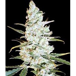 CRITICAL JACK HERER * DELICIOUS SEEDS SATIVA 3 SEMI FEM