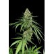 CRITICAL + * DINAFEM SEEDS 10 SEMI FEM 