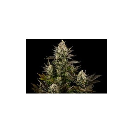 WHITE WIDOW * DINAFEM SEEDS 10 SEMI FEM 