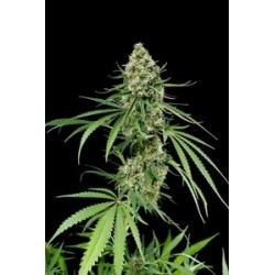 CRITICAL + * DINAFEM SEEDS 3 SEMI FEM