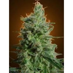 DELAHAZE * PARADISE SEEDS FEMINIZED 10 SEMI 