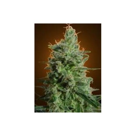 DELAHAZE * PARADISE SEEDS FEMINIZED 10 SEMI 