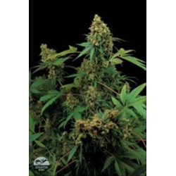 MOBY DICK * DINAFEM SEEDS 3 SEMI FEM