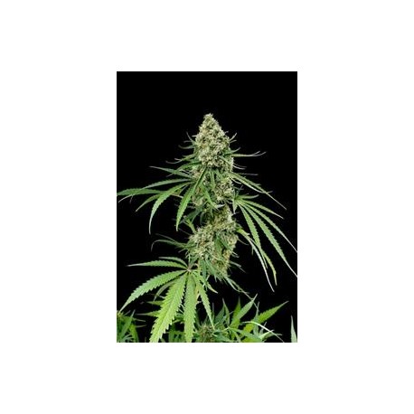 CRITICAL + * DINAFEM SEEDS 5 SEMI FEM