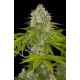 POWER KUSH * DINAFEM SEEDS 5 SEMI FEM