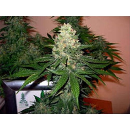 ROCKLOCK * DNA GROW YOUR OWN 6 SEMI FEM