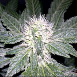 SHARKSBREATH *DNA GROW YOUR OWN 3 SEMI FEM