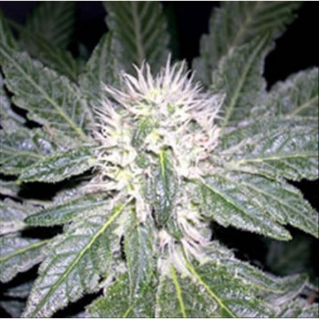 SHARKSBREATH *DNA GROW YOUR OWN 3 SEMI FEM