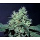 DUTCH DRAGON * PARADISE SEEDS FEMINIZED 10 SEMI 