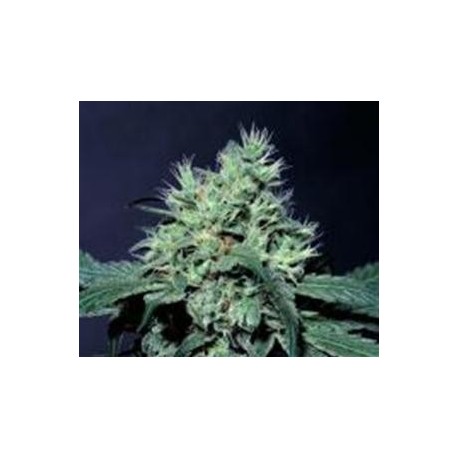 DUTCH DRAGON * PARADISE SEEDS FEMINIZED 10 SEMI 