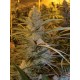 CANNALOPE HAZE * DNA GENETICS 13 SEMI REG
