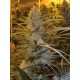 CANNALOPE HAZE * DNA GENETICS 13 SEMI REG