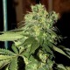 R.K.S. * DNA GROW YOUR OWN 6 SEMI FEM