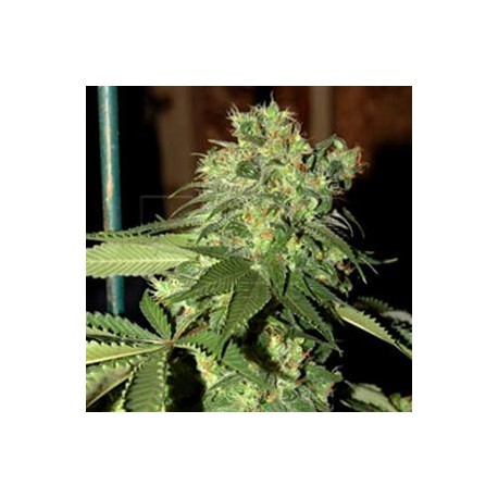 R.K.S. * DNA GROW YOUR OWN 6 SEMI FEM