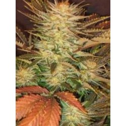 ICE CREAM * PARADISE SEEDS FEMINIZED 10 SEMI 