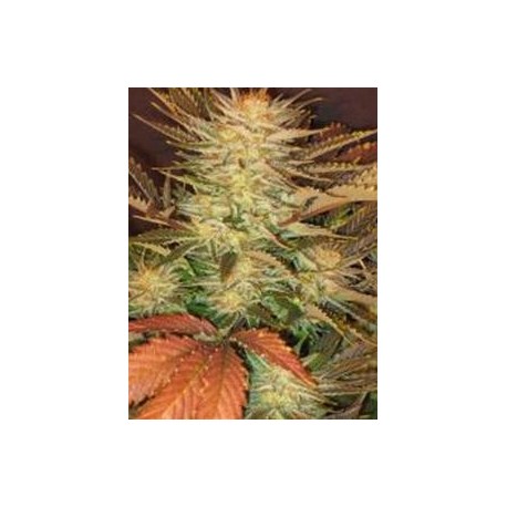 ICE CREAM * PARADISE SEEDS FEMINIZED 10 SEMI 