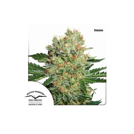 BRAINSTORM ® * DUTCH PASSION 10 SEMI FEM