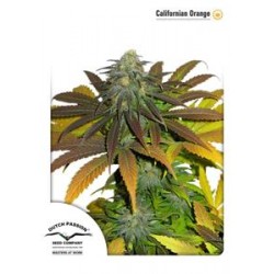 CALIFORNIA ORANGE ® * DUTCH PASSION 10 SEMI FEM