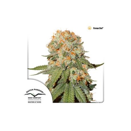 ORANGE BUD ® * DUTCH PASSION 10 SEMI FEM