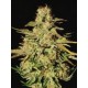 JACKY WHITE * PARADISE SEEDS FEMINIZED 10 SEMI 