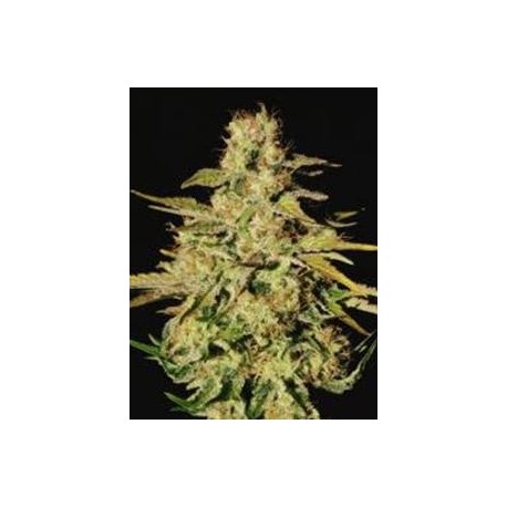 JACKY WHITE * PARADISE SEEDS FEMINIZED 10 SEMI 