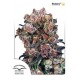 BLUEBERRY ® * DUTCH PASSION 5 SEMI FEM