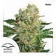 BRAINSTORM ® * DUTCH PASSION 5 SEMI FEM