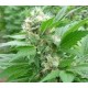 MAGIC BUD * PARADISE SEEDS FEMINIZED 10 SEMI 