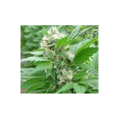 MAGIC BUD * PARADISE SEEDS FEMINIZED 10 SEMI 