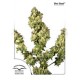 ULTRA SKUNK ® * DUTCH PASSION 5 SEMI FEM 