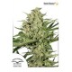 DUTCH CHEESE ® * DUTCH PASSION 5 SEMI FEM