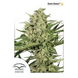 DUTCH CHEESE ® * DUTCH PASSION 5 SEMI FEM