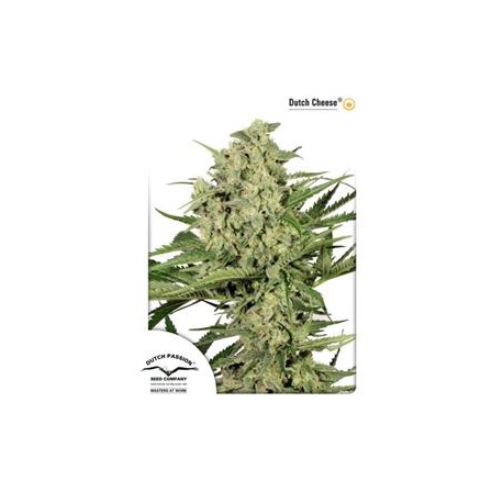 DUTCH CHEESE ® * DUTCH PASSION 5 SEMI FEM