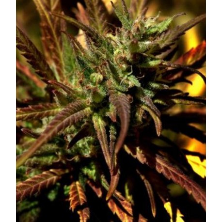 HIGH LEVEL * EVA FEMALE SEEDS 3 SEMI FEM 