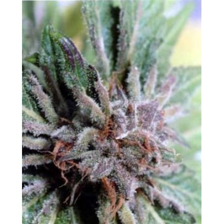 NEXUS * EVA FEMALE SEEDS 3 SEMI FEM 