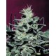 NEBULA * PARADISE SEEDS FEMINIZED 10 SEMI